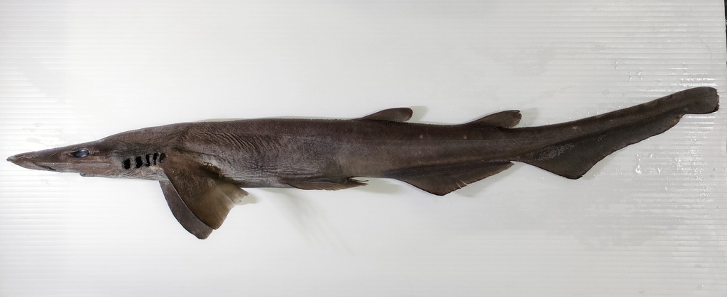 Flathead catshark (Apristurus macrorhynchus) — Scyliorhinidae