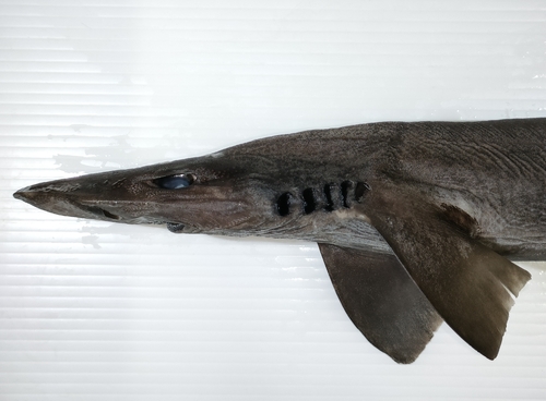 Flathead catshark (Apristurus macrorhynchus) — Scyliorhinidae — 2