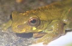 Dendropsophus carnifex