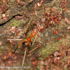 Leptomyrmex rufipes
