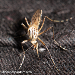 Aedes vittiger