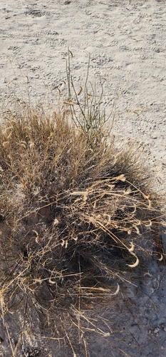 Gypsum Grama