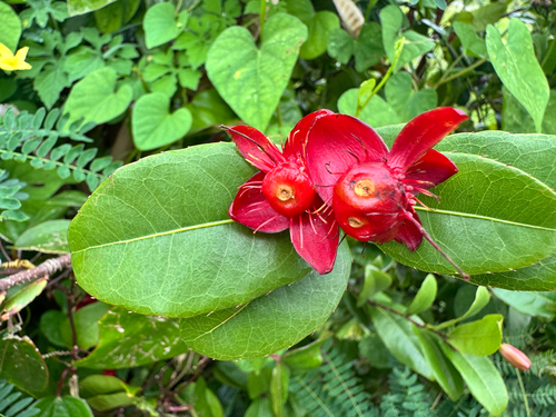 Ochna thomasiana observed 2026-04-13