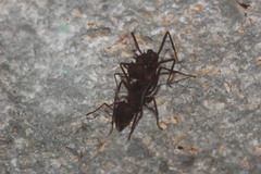 Acromyrmex octospinosus