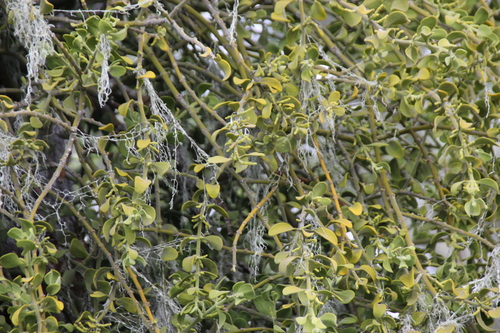 iNaturalist observation photo of oak mistletoe