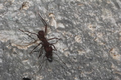 Acromyrmex octospinosus
