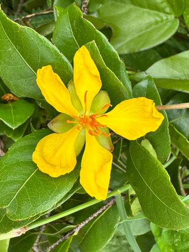 Ochna thomasiana observed 2026-04-13