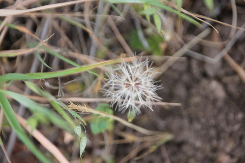 iNaturalist observation photo of Cat's-Ears