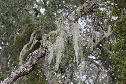 iNaturalist observation photo of lace lichen