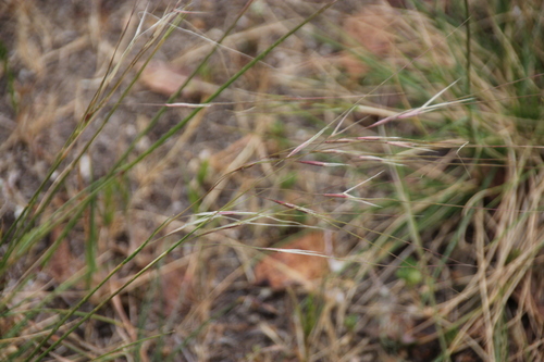 iNaturalist observation photo of purple needlegrass
