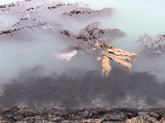 Notorynchus cepedianus