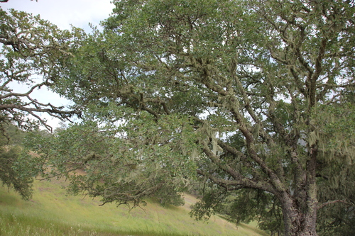 iNaturalist observation photo of oaks