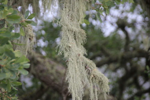 iNaturalist observation photo of lace lichen