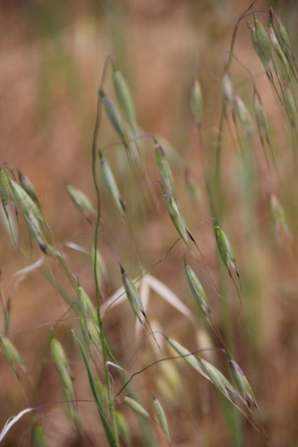iNaturalist observation photo of Oats