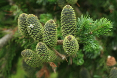 Abies sachalinensis