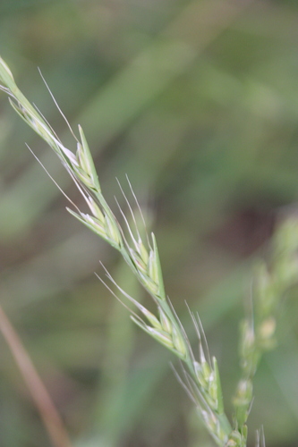 iNaturalist observation photo of Ryegrasses
