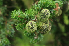 Abies sachalinensis