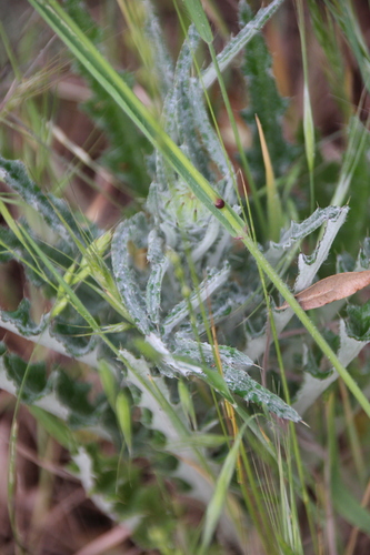 iNaturalist observation photo of Plume Thistles