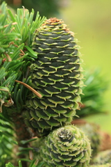 Abies sachalinensis