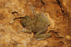 Craugastor yucatanensis
