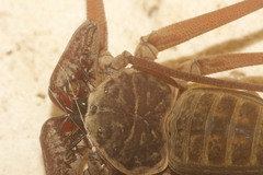 Paraphrynus raptator