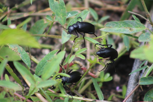 Epicauta corvina