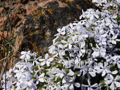 Phlox hoodii canescens
