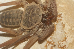 Paraphrynus raptator