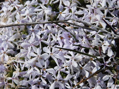 Phlox hoodii canescens
