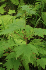 Acer ukurunduense