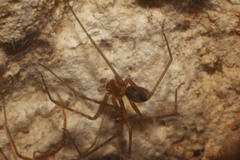 Loxosceles yucatana