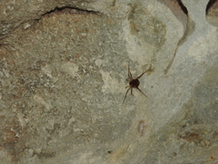 Erginulus roeweri