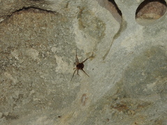 Erginulus roeweri