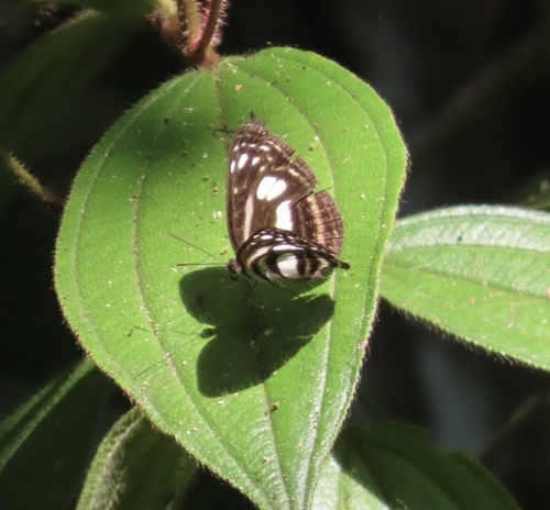 Lasippa illigera
