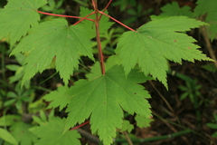 Acer ukurunduense