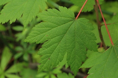 Acer ukurunduense