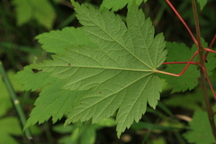 Acer ukurunduense
