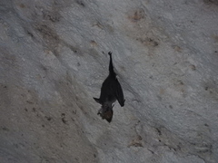 Chrotopterus auritus