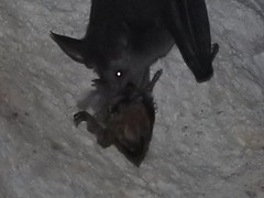 Chrotopterus auritus