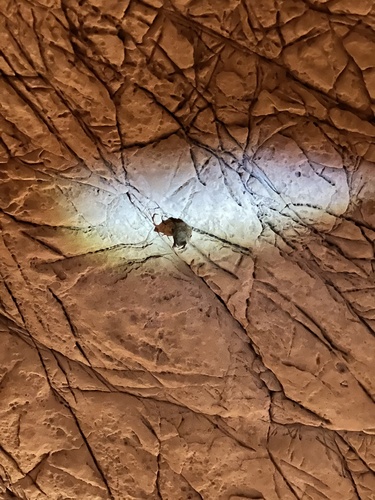 Tricolored Bat observed by annmonk97