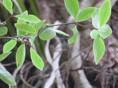 Pittosporum cornifolium
