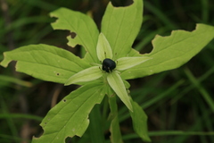 Paris verticillata