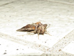 Plusiopalpa adrasta