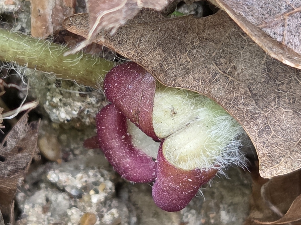 Reflexed Wild Ginger from Polk Township, MO, USA on April 13, 2026 at ...