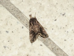 Plusiopalpa adrasta