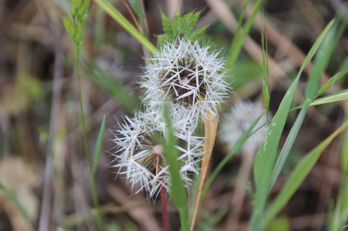 iNaturalist observation photo of silverpuffs