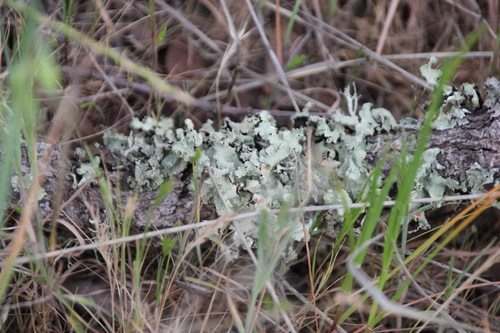 iNaturalist observation photo of Speckled Greenshield Lichens