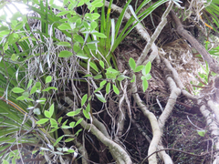 Pittosporum cornifolium
