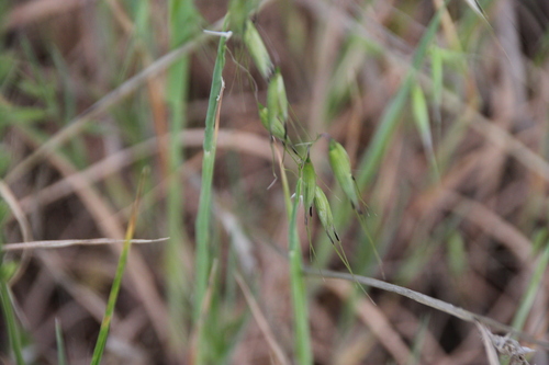 iNaturalist observation photo of Oats