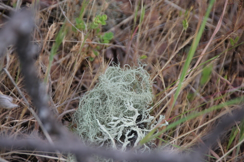 iNaturalist observation photo of Shield Lichens, Sunburst Lichens, Rosette Lichens, and Allies